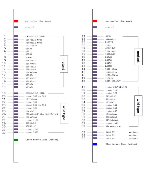Seznam mutací a polymorfismů na stripu A a B